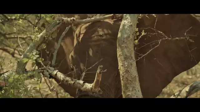 Niila - Restless Heart (Official Video)